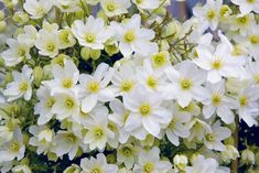 white flowers are blooming in the garden