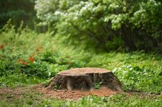 a tree stump sitting on top of a lush green field