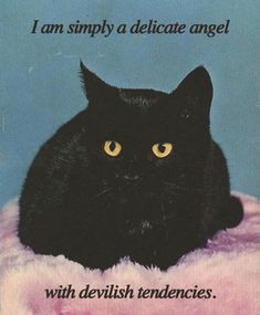 a black cat sitting on top of a pink blanket with the caption i am simply a delicate angel