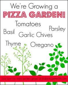 we're growing a pizza garden tomatoes basil garlic chives thyme oregano