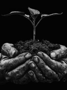 two hands holding a plant with dirt on it and soil in their palms, against a black background