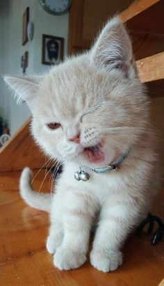 a small white kitten sitting on top of a wooden table with its mouth open and tongue out