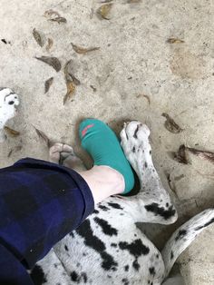 a dalmatian dog laying on the ground with its paw up to someone's feet