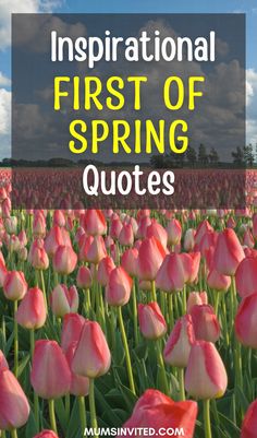 pink tulips with the words inspirational first of spring quotes in yellow and green