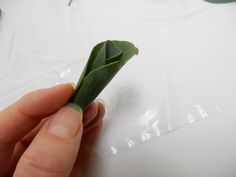 a person is holding a small leaf in their left hand, on top of a plastic sheet