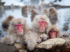 two monkeys sitting next to each other on top of a body of water with the caption people often say that motivvation