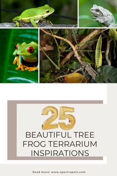 the cover of 25 beautiful tree frog terrarium inspirators, with images of frogs