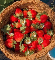 a basket filled with lots of ripe strawberries