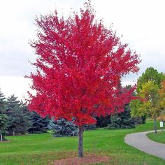 October Glory Red Maple Autumn Blaze Maple, Maple Tree Seeds, Japanese Red Maple, Acer Rubrum, Red Maple Tree, Specimen Trees, Red Maple, Big Plants, Tree Seeds