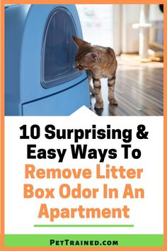 a cat standing on top of a blue box with the words 10 surprising and easy ways to remove litter box odor in an apartment