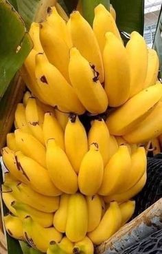 bunches of bananas are sitting on the tree