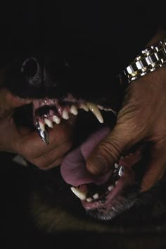 a close up of a person holding a dog's teeth