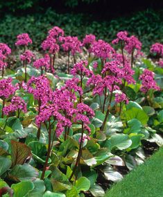 purple flowers are growing in the middle of some green leaves and grass, along with other plants