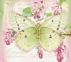 a white butterfly sitting on top of pink flowers