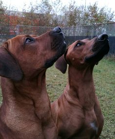 two brown dogs standing next to each other