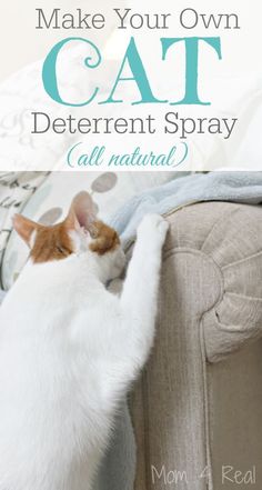 a cat sitting on top of a couch with the caption, how to make your own cat deterent spray all natural