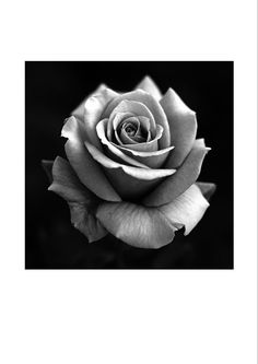 a black and white photo of a rose