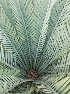 the top view of a large green plant with lots of leaves on it's sides