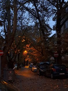 the street is lined with parked cars and leaf covered trees at night, as the sun goes down