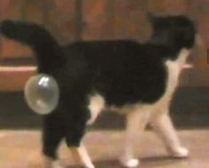 a black and white cat with a ball in its mouth on the floor next to a door