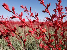 red flowers in the middle of a field