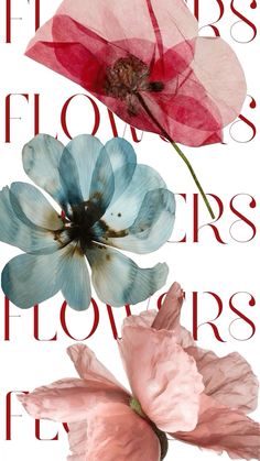 three flowers on a white background with the words flowers in red, blue and pink