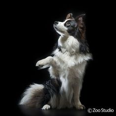 a black and white dog sitting on its hind legs