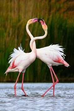 two flamingos are standing in the water with their beaks open and facing each other