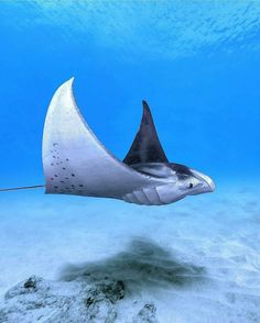 a manta ray swims through the ocean water with its long tail sticking out