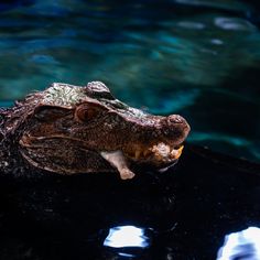 an alligator is sitting in the water with its mouth open