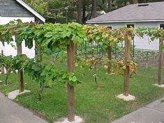 several trees with green leaves growing in a yard