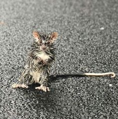 a small wet animal sitting on the ground