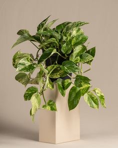 Grosse Efeutute Marble Queen ohne Übertopf Marble Queen, Marble Queen Pothos, Devils Ivy, Epipremnum Pinnatum, Exotic Plants, Garden Plants, House Plants, Ivy