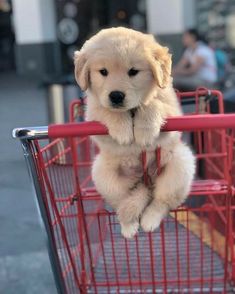 a puppy sitting on top of a red shopping cart