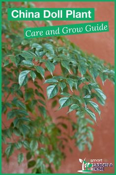 a plant with green leaves on it and the words china doll plant care and grow guide