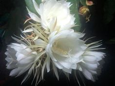 two white flowers with green leaves on a black table top in front of a dark background