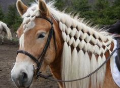 a brown and white horse with braids on it's head