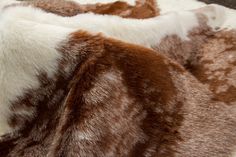 two brown and white furs are laying next to each other