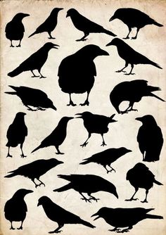 the silhouettes of different birds are shown in black on an old parchment paper background