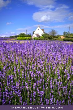 a field full of purple flowers with a white house in the background and blue sky