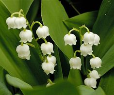 lily of the valley flowers with green leaves