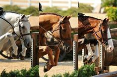 three horses jumping over an obstacle with their heads in the air while another horse jumps