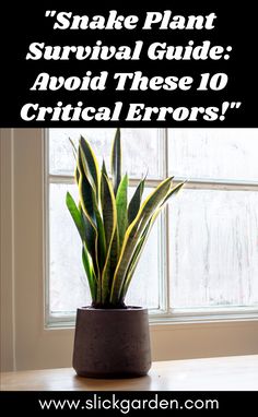 a snake plant sitting on top of a table next to a window