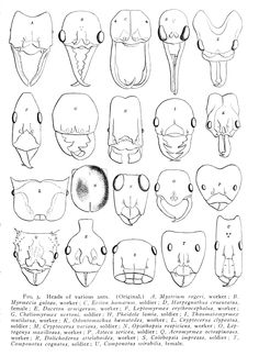 an image of different types of animals'heads and mouths in black ink on white paper