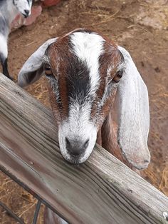 two goats are looking over a fence at the camera