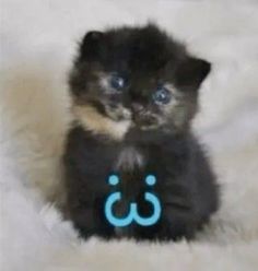 a small black kitten sitting on top of a white bed next to a blue sign