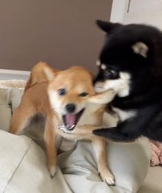 two dogs playing with each other on a bed in the living room and one dog is biting another dog's head