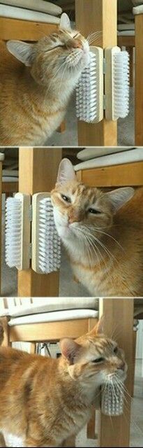 the cat is playing with the combs on the table and trying to get it out