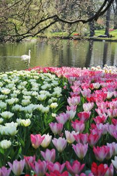 many different colored tulips and swans in the water