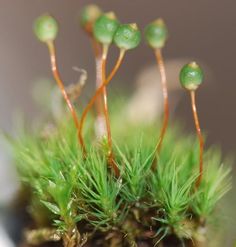 small green plants sprouting from the top of a mossy plant potted in dirt